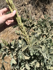 Thermopsis macrophylla