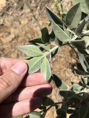 Thermopsis macrophylla