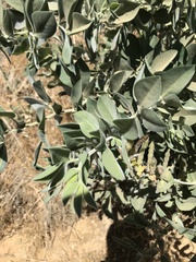 Thermopsis macrophylla