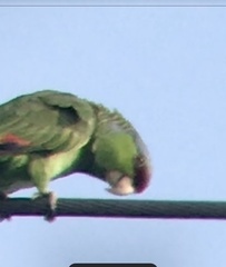 Image of Amazona finschi