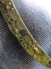 Thaumastocoris peregrinus