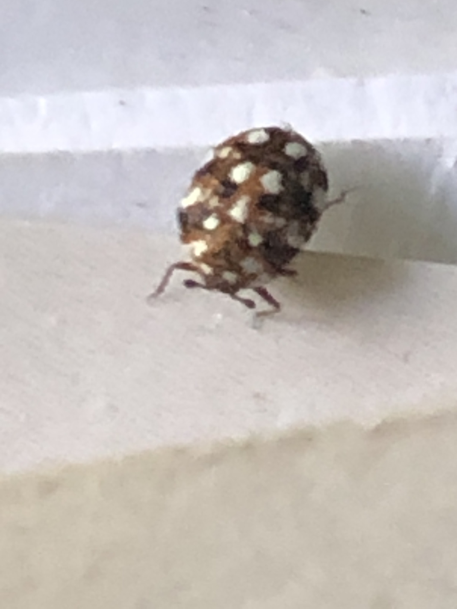 furniture carpet beetle - Anthrenus flavipes (LeConte)