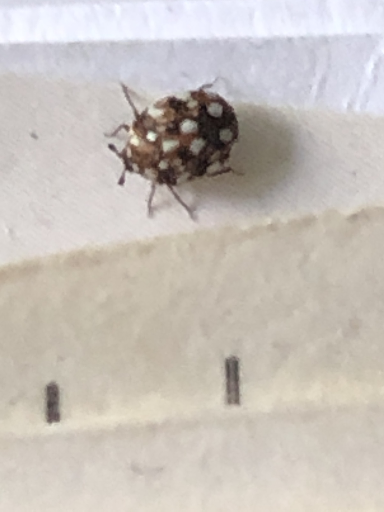 furniture carpet beetle - Anthrenus flavipes (LeConte)