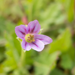 Erodium brachycarpum