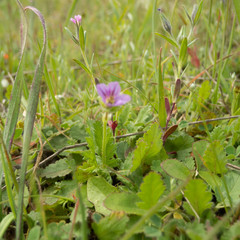 Erodium brachycarpum
