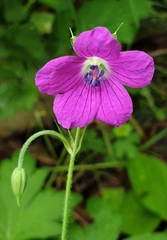 Geranium palustre