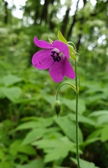 Geranium palustre