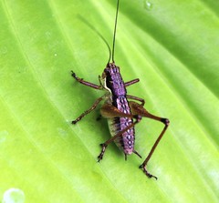 Pachytrachis gracilis