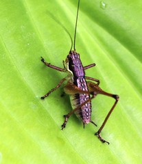 Pachytrachis gracilis