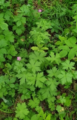 Geranium palustre