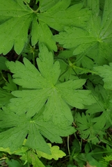 Geranium palustre