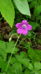 Geranium palustre