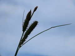 Carex aperta