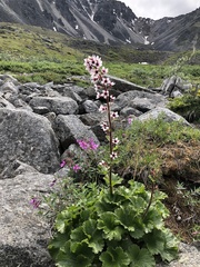 Boykinia richardsonii