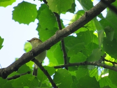 Phylloscopus trochiloides