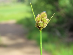 Carex athrostachya