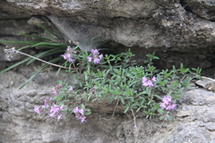 Thymus dimorphus