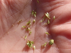 Carex athrostachya