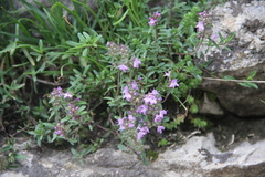 Thymus dimorphus