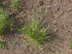 Carex athrostachya