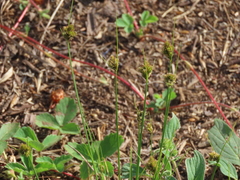 Carex athrostachya