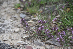 Thymus dimorphus