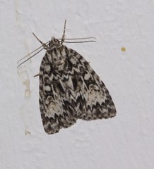 Acronicta fragilis