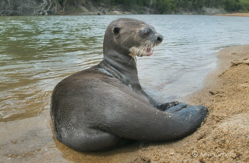 Giant Otter, Upper Takutu-Upper Essequibo, GY, photo 10 of 10