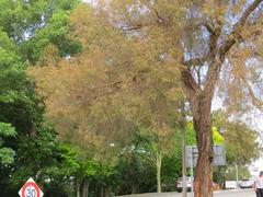 Thaumastocoris peregrinus