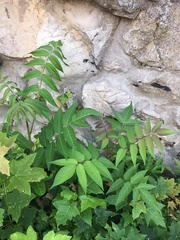 Ailanthus