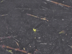 Lamprigera tenebrosa