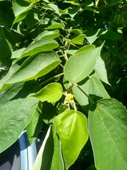Broussonetia papyrifera