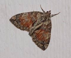 Hydriomena perfracta