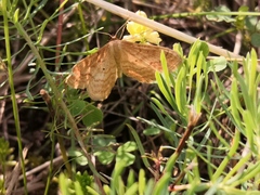 Idaea rufaria
