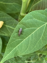 Insecta