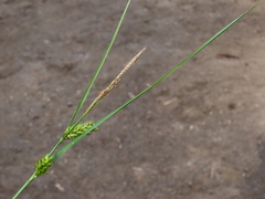 Carex exsiccata