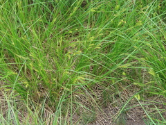 Carex exsiccata