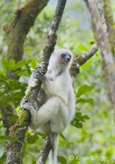 Propithecus candidus