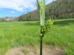 Carex exsiccata