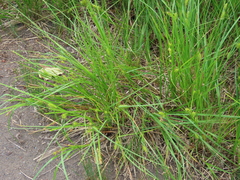 Carex exsiccata