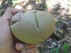 Tabernaemontana donnell-smithii