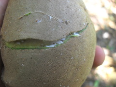 Tabernaemontana donnell-smithii