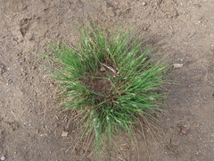 Carex kelloggii