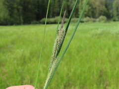 Carex kelloggii