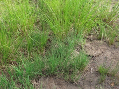 Carex kelloggii