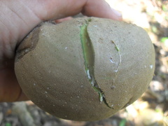 Tabernaemontana donnell-smithii