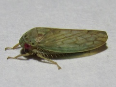 Polana quadrinotata