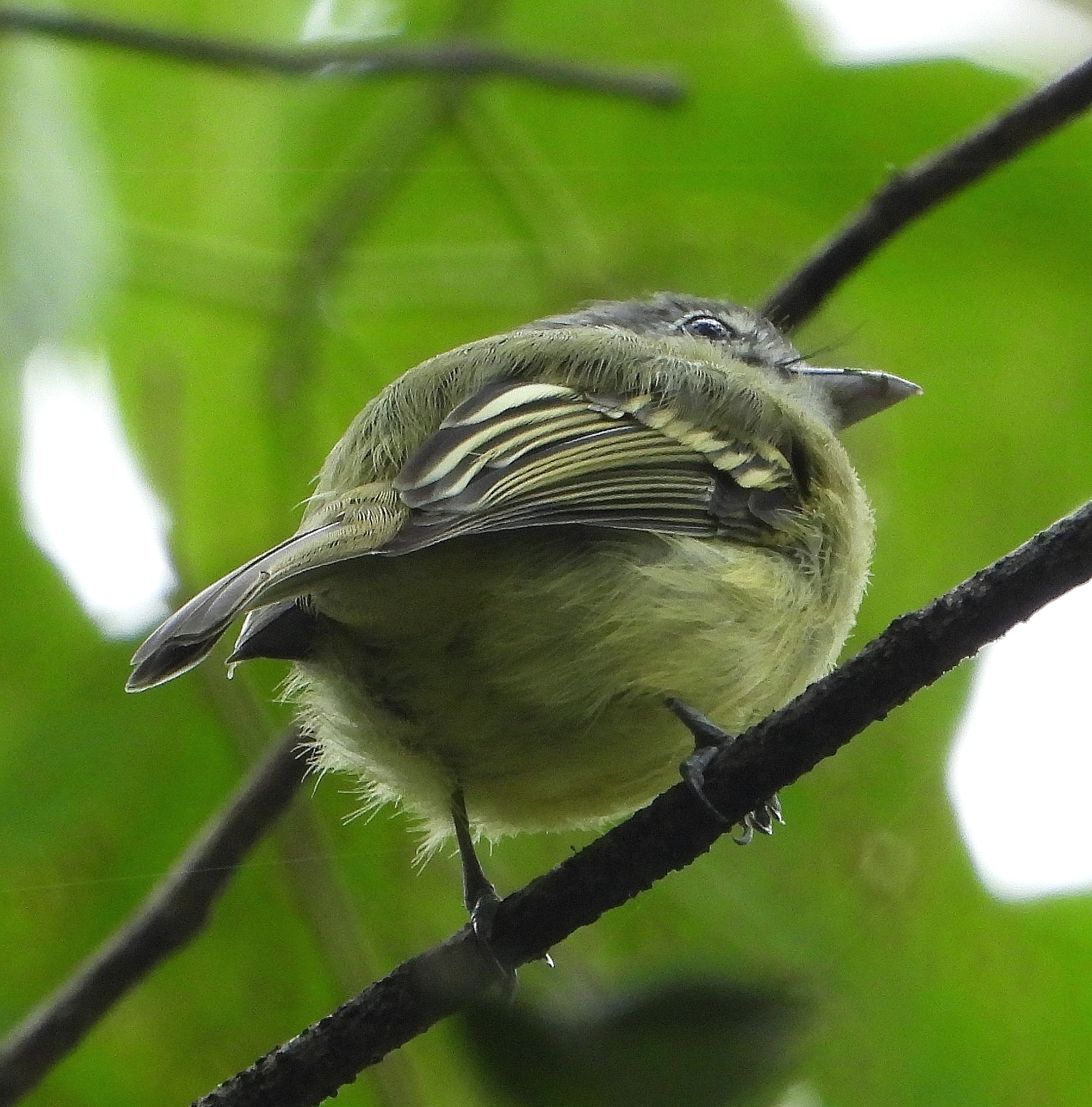 Tolmomyias sulphurescens image