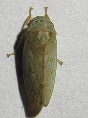 Polana quadrinotata