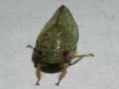 Polana quadrinotata